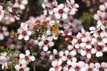 Closeup Of A Honey Bee Collecting Pollen On A Flowering Manuka Bush In Mapua, New Zealand