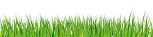 Green Grass  With Transparent Background. Illustration.