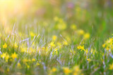 Fototapeta Dmuchawce - glare sun bokeh background wild spring flowers