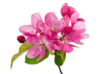 Wall Mural - Macro of isolated pink blossoms of an apple tree