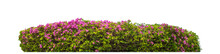 Shrubs Isolated On Transparent Background With Clipping Path And Alpha Channel
