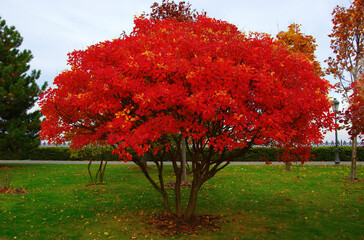 Wall Mural - Autumn park with colorful fall foliage