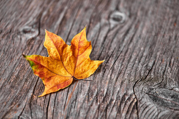 Wall Mural - Yellow dry autumn leaf on wooden background