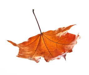 Wall Mural - Falling orange dry leaf on white