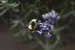 Biene / Blüte