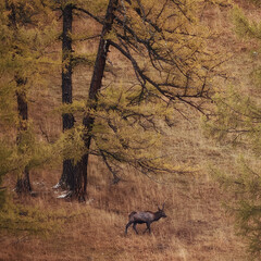 Wall Mural - deer in the pasture animals wildlife no people