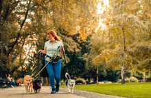 Female Dog Walker With Dogs Enjoying In City Park.