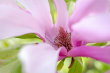 Pink Lily Closeup
