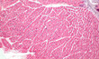 Light micrograph of a section through skeletal muscle. Muscle fibre fascicles. Haematoxylin end eosin stain. Magnification: x200