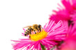 Leinwanddruck Bild - Honeybee collecting nectar on a pink aster flower