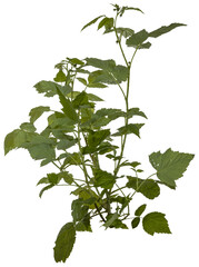 Fototapete - green leaves of a redberry bush / blackberry bush isolated on transparent background - png - image compositing footage
