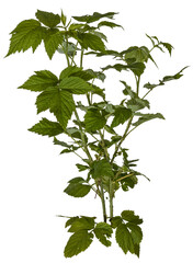 Fototapete - green leaves of a redberry bush / blackberry bush isolated on transparent background - png - image compositing footage - alpha channel 