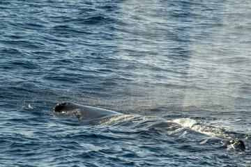 Wall Mural - sperm whale on sea surface close up portrait breathing