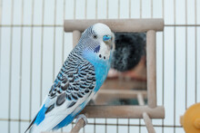 Funny Budgerigar. Cute Blue Budgie Pa Parrot Sits In Cage And Plays With Mirror.