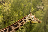 Zbliżenie na żyrafę w zoo