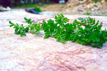Artemisia Annua, Sweet Sagewort, Annual Wormwood, Sweet Annie, Annual Mugwort, Sweet Wormwood, Sweet-wormwood	
