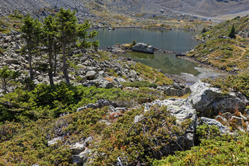 Wall Mural - Rocks and trees on Lakes Robert shore