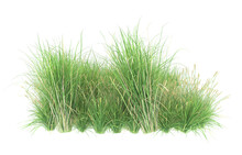 Grass On Transparent Background. 3d Rendering - Illustration
