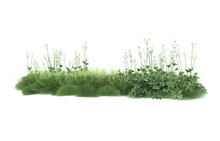Grass On Transparent Background. 3d Rendering - Illustration