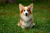 Fototapeta Konie - Corgi dog on a green field. Close-up