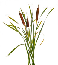Three High Reeds And Cattail Dry Plant Isolated White Background