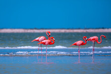 Stado Różowych Flamingów