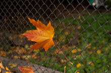 Orange Maple Leaf On A Metal Grid On A Blurry Background With Space For Text