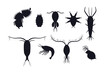 Zooplankton black silhouettes set, flat vector illustration isolated on white background.