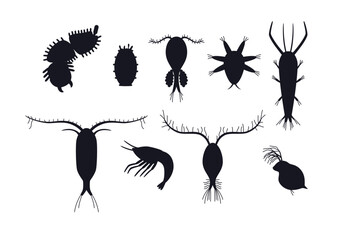Zooplankton black silhouettes set, flat vector illustration isolated on white background.