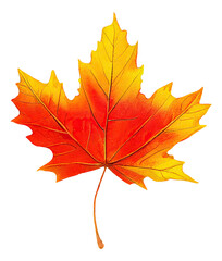 Wall Mural - red and yellow maple tree leaf cut out, digital illustration