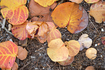Wall Mural - colorful dry fallen leaves on forest floor or park ground