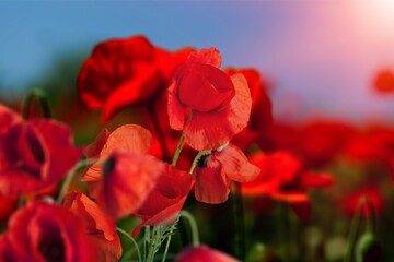 Wall Mural - Beautiful fresh colored poppies on field