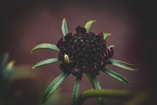 Bug Walks On Remnants Of Beautiful Summer Flower Bud With Soft Burgundy Background Blur
