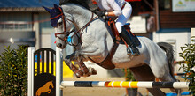 Horse Jumping Horse White Gray With Rider Over The Obstacle, Close-up Of The Horse With Rider In The Lead..