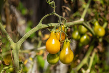 Yellow Pear Tomatoes Grow On A Branch In The Vegetable Garden. Homegrown Organic Vegetables.