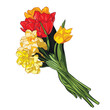 vector spring bouquet of tulips and daffodils
