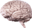 Image of 3d human brain
