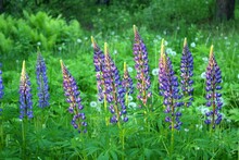 Field With Purple Lupines