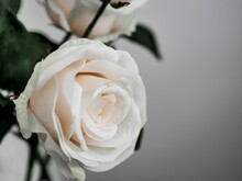 Closeup Shot Of A Beautiful White Rose Against A Gray Background