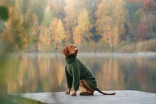 Hungarian Vizsla In The Autumn At Lake. Pet In Leaf Fall. Atmospheric Photo In Nature