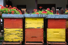 Old Yellow And Red Bee Hives In A Row, Geranium Flowers In The Background, Front View