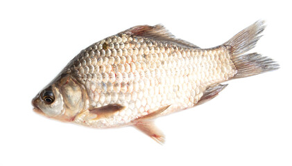 Poster - The fish is isolated on a white background.