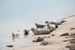 größere Gruppe Seehunde / Robbe an einem Strand an der Nordseeküste
