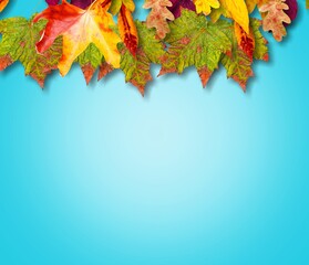 Poster - Autumn colored leaves on blue background