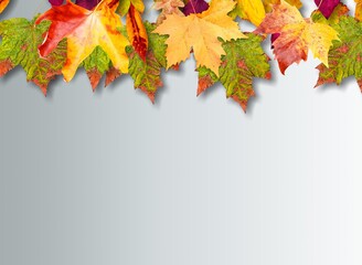 Poster - Autumn colored leaves on blue background