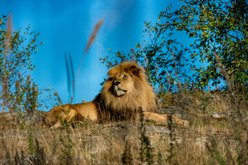 lion in the grass posing for the spectators in Kristiansand zoo