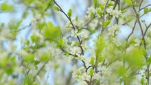 Cherry Tree Blooming With White Flowers In Spring. Nice White Cherry Spring Flowers Branch On Tree Nature Awakening. Slow Motion.