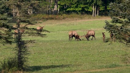 Wall Mural - bull elk battling during the rut video clip