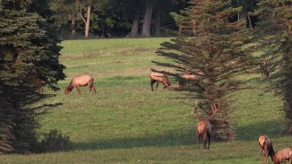 Wall Mural - bull elk battling during the rut video clip