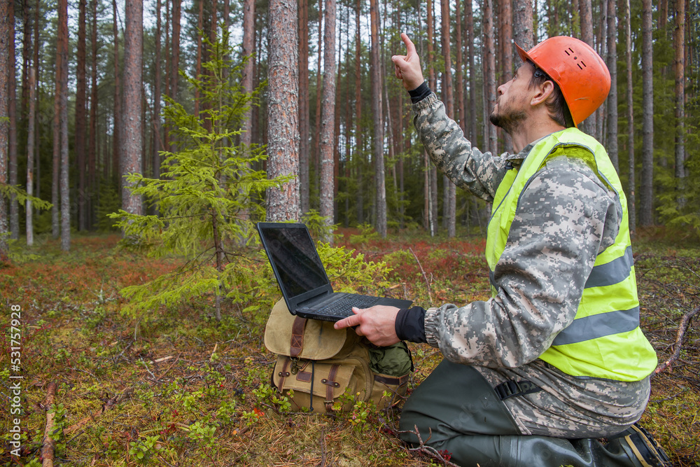 Forest engineer works in the forest with a computer. Digital ...